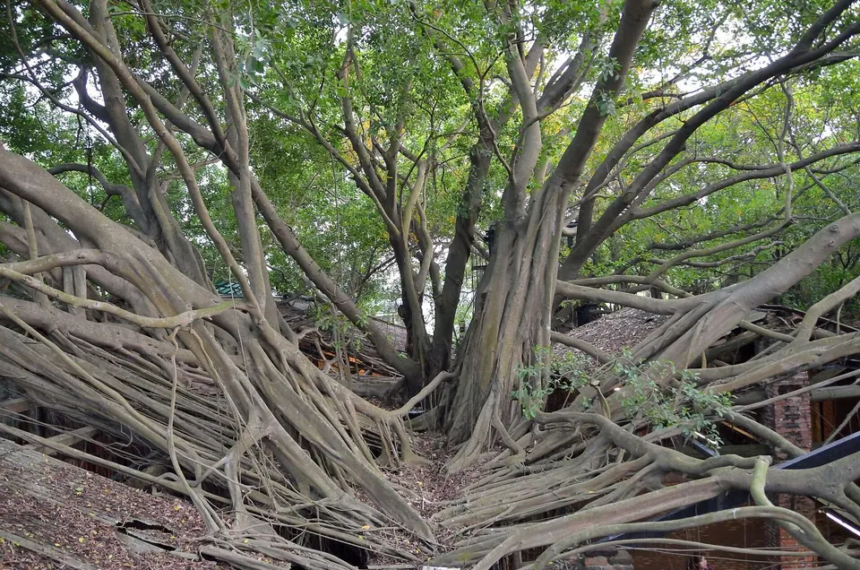 2012-02-25 Anping Tree House.jpg